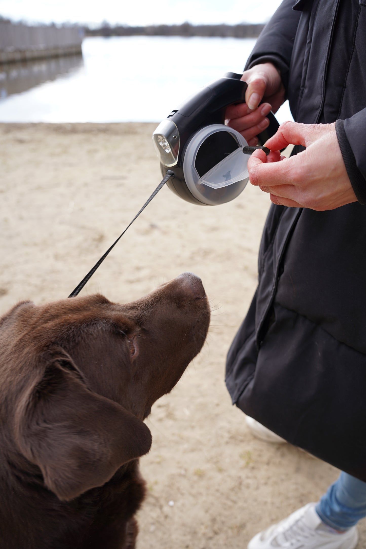 Laisse pour chien multifonction